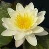 Seerose als Vereinslogo von Nymphaea-Siegburg